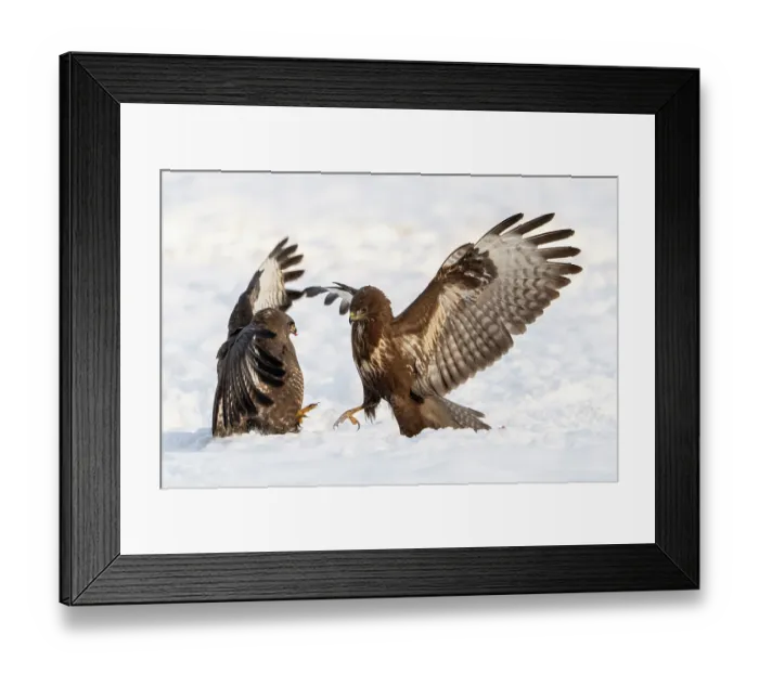 Framed Print : Two Common buzzards (Buteo buteo) fighting in snow, Bialowieza Forest UNESCO World Heritage Site, Poland. December