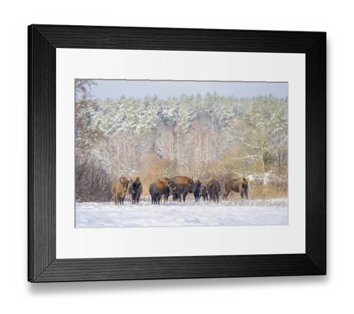 Framed Print : European bison (Bison bonasus) herd in agricultural field covered with snow near forest, Bialowieza Forest UNESCO World Heritage Site, Poland. December Framed Print : European bison (Bison bonasus) herd in agricultural field covered with snow near forest, Bialowieza Forest UNESCO World Heritage Site, Poland. December