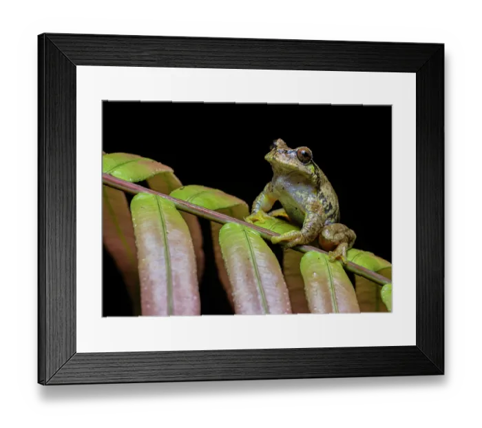 Framed Print : Las Palmas spikethumb frog (Plectrohyla quecchi) resting on leaf, Ranchitos del Quetzal Natural Reserve, Baja Verapaz, Guatemala. Endangered Framed Print : Las Palmas spikethumb frog (Plectrohyla quecchi) resting on leaf, Ranchitos del Quetzal Natural Reserve, Baja Verapaz, Guatemala. Endangered