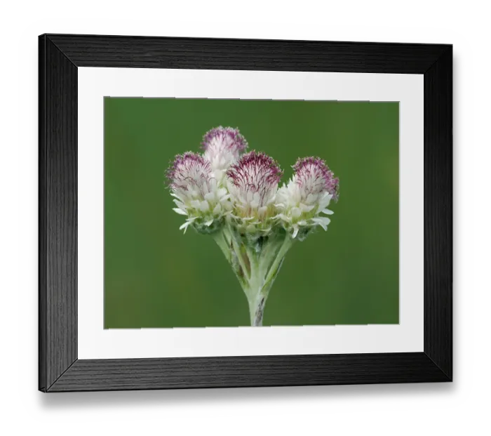 Framed Print : Mountain everlasting (Antennaria dioica) close up of female flowers, Upper Teesdale, County Durham, England, UK. June. Focus stacked Framed Print : Mountain everlasting (Antennaria dioica) close up of female flowers, Upper Teesdale, County Durham, England, UK. June. Focus stacked