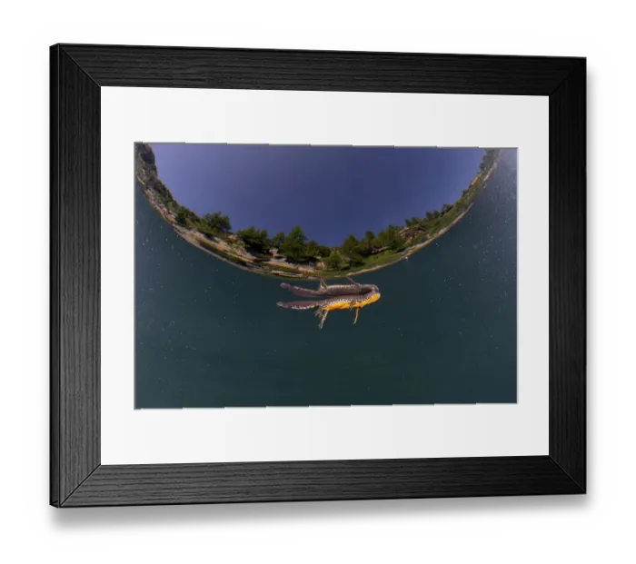 Framed Print : Alpine newt (Ichthyosaura alpestris) feeding at the surface, River Ticino, Verzasca valley, Switzerland. July Framed Print : Alpine newt (Ichthyosaura alpestris) feeding at the surface, River Ticino, Verzasca valley, Switzerland. July