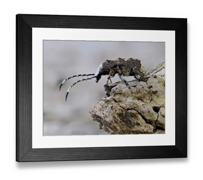 Framed Print : Bird-dropping weevil (Platystomos albinus) resting on dead wood, Buckinghamshire, England, UK. May. Focus stacked Framed Print : Bird-dropping weevil (Platystomos albinus) resting on dead wood, Buckinghamshire, England, UK. May. Focus stacked