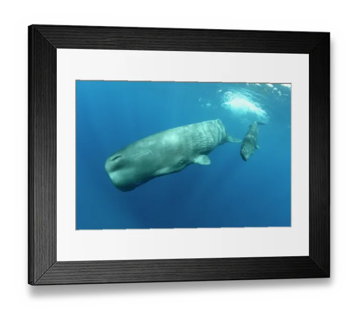 Framed Print : Sperm whale (Physeter macrocephalus) female with calf, diving, Dominica, Caribbean Sea Framed Print : Sperm whale (Physeter macrocephalus) female with calf, diving, Dominica, Caribbean Sea