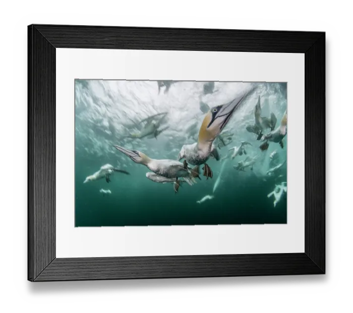 Framed Print : Northern gannets (Morus bassanus) diving underwater, Shetland, Scotland, UK, North Sea Framed Print : Northern gannets (Morus bassanus) diving underwater, Shetland, Scotland, UK, North Sea