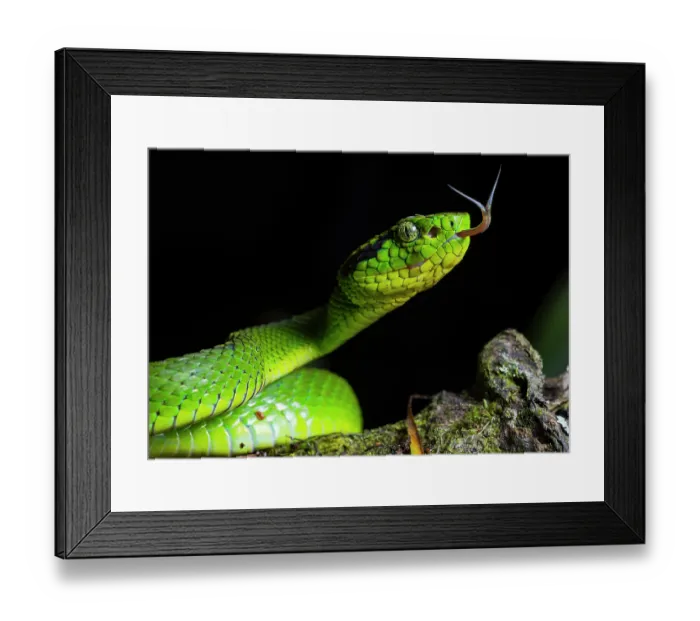 Framed Print : Yellow-blotched palm-pitviper (Bothriechis aurifer) with tongue out tasting the air, portrait, Ranchitos del Quetzal Reserve, Baja Verapaz, Guatemala Framed Print : Yellow-blotched palm-pitviper (Bothriechis aurifer) with tongue out tasting the air, portrait, Ranchitos del Quetzal Reserve, Baja Verapaz, Guatemala