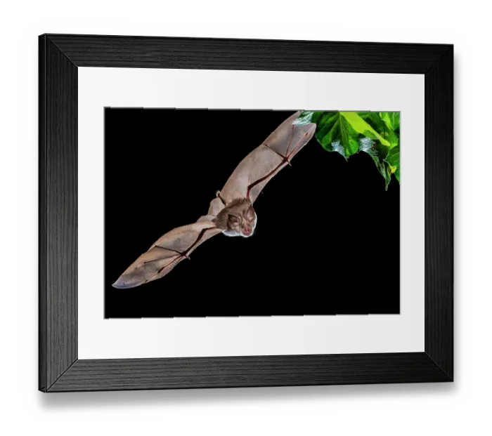 Framed Print : Greater horseshoe bat (Rhinolophus ferrumequinum) in flight at night, Girona, Spain. March