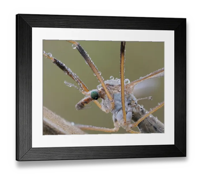 Framed Print : Crane fly (Tipula sp.) roosting at dawn covered in dew, Hertfordshire, England, UK. September. Focus stacked