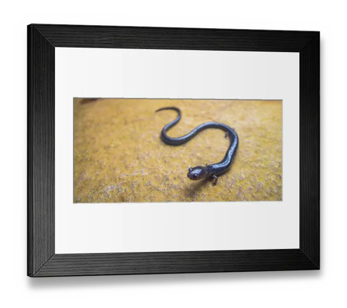 Framed Print : Chimaltenango worm salamander (Oedipina ignea) portrait, Atitlan Volcano, Guatemala. Endangered Framed Print : Chimaltenango worm salamander (Oedipina ignea) portrait, Atitlan Volcano, Guatemala. Endangered