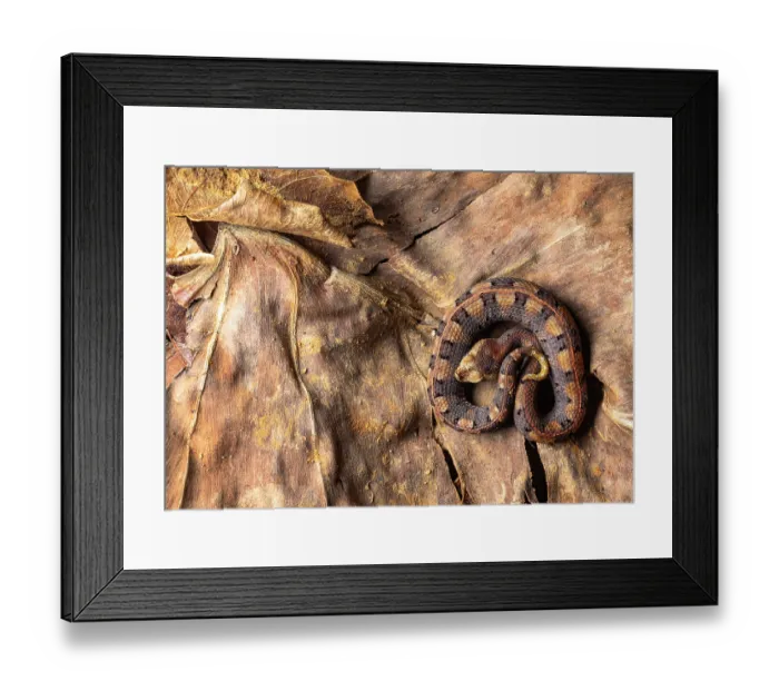Framed Print : Hognose viper (Porthidium nasutum) juvenile, resting on dried leaf, Sierra Caral, Izabal, Guatemala Framed Print : Hognose viper (Porthidium nasutum) juvenile, resting on dried leaf, Sierra Caral, Izabal, Guatemala
