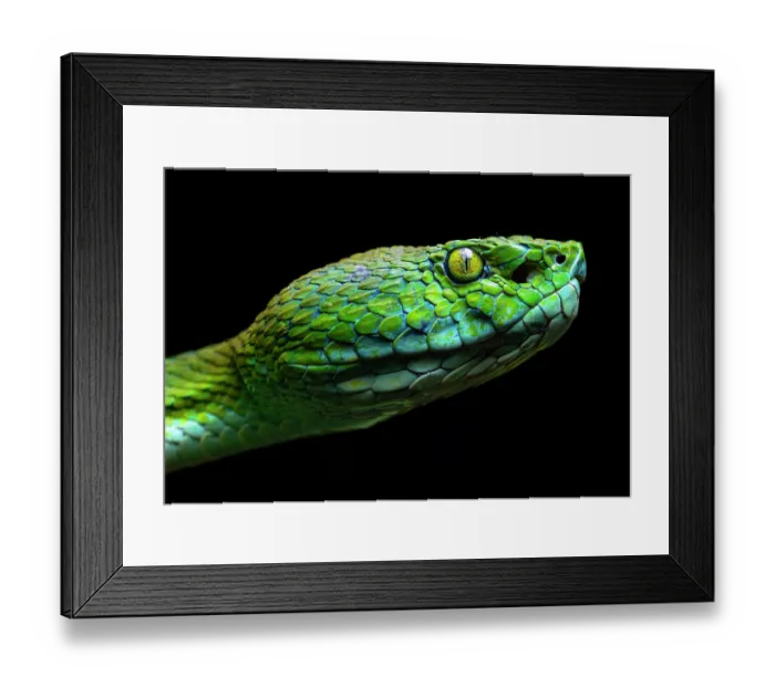 Framed Print : Guatemalan palm pit viper (Bothriechis bicolor) head portrait, Atitlan Volcano, Guatemala Framed Print : Guatemalan palm pit viper (Bothriechis bicolor) head portrait, Atitlan Volcano, Guatemala