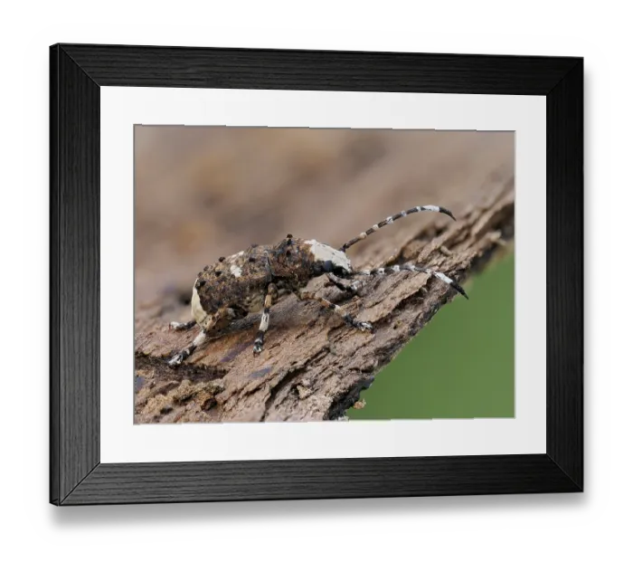 Framed Print : Bird-dropping weevil (Platystomos albinus) resting on bark, Buckinghamshire, England, UK. May. Focus stacked