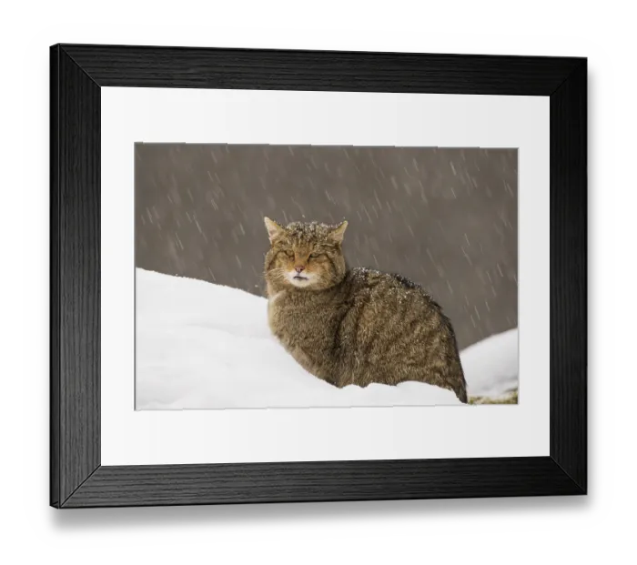 Framed Print : European wildcat (Felis silvestris) resting in the snow, central Spain. January Framed Print : European wildcat (Felis silvestris) resting in the snow, central Spain. January