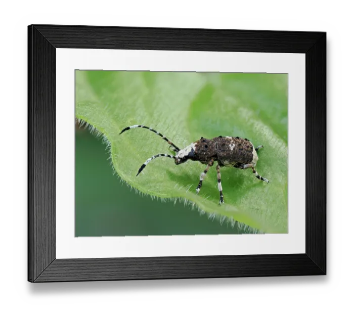 Framed Print : Bird-dropping weevil (Platystomos albinus) resting on leaf, Buckinghamshire, England, UK. May. Focus stacked Framed Print : Bird-dropping weevil (Platystomos albinus) resting on leaf, Buckinghamshire, England, UK. May. Focus stacked