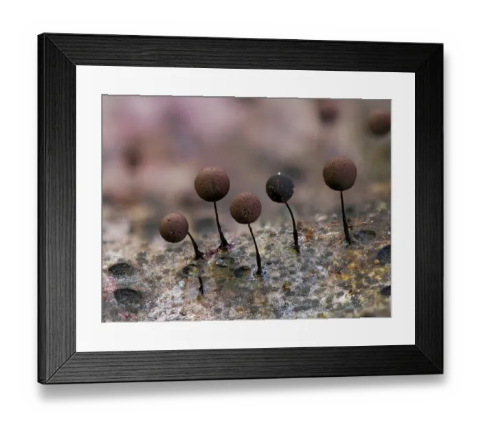 Framed Print : Slime mould (Collaria rubens) group of mature sporangia on the surface of a Holly leaf, Buckinghamshire, England, UK. January. Focus stacked Framed Print : Slime mould (Collaria rubens) group of mature sporangia on the surface of a Holly leaf, Buckinghamshire, England, UK. January. Focus stacked