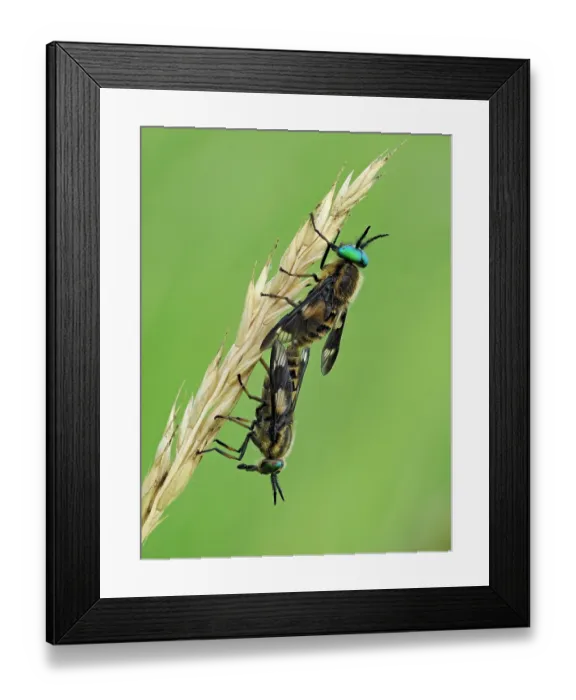 Framed Print : Splayed deerflies (Chrysops caecutiens) pair mating pair on grass stem, Hertfordshire, England, UK. June. Focus stacked Framed Print : Splayed deerflies (Chrysops caecutiens) pair mating pair on grass stem, Hertfordshire, England, UK. June. Focus stacked