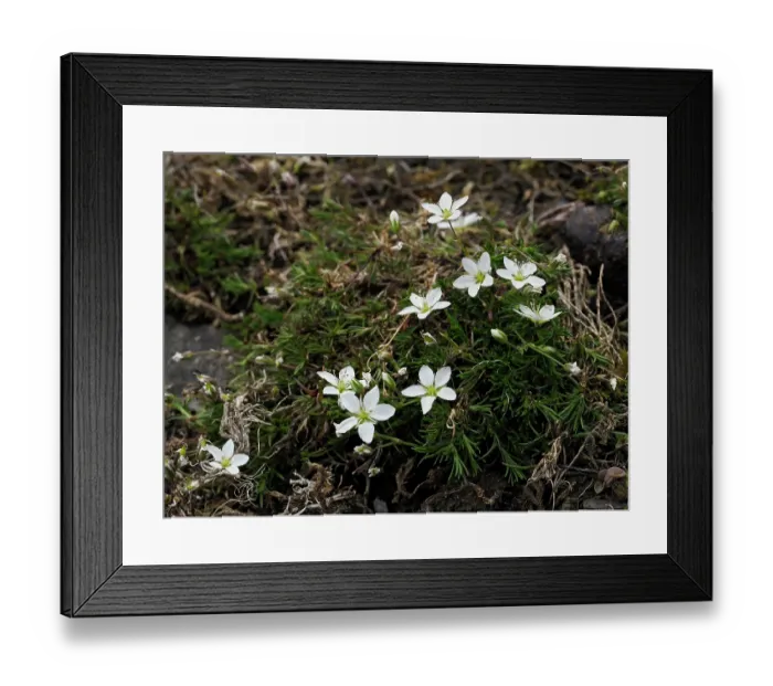 Framed Print : Spring sandwort (Minuartia verna) in flower, Upper Teesdale, England, UK. June Framed Print : Spring sandwort (Minuartia verna) in flower, Upper Teesdale, England, UK. June