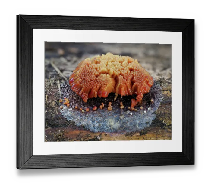 Framed Print : Slime mould (Stemonitis flavogenita) sporangia showing the change in colour change from yellow, Hertfordshire, England, UK. May. Focus stacked. Taken 6 hours after picture 1 Framed Print : Slime mould (Stemonitis flavogenita) sporangia showing the change in colour change from yellow, Hertfordshire, England, UK. May. Focus stacked. Taken 6 hours after picture 1