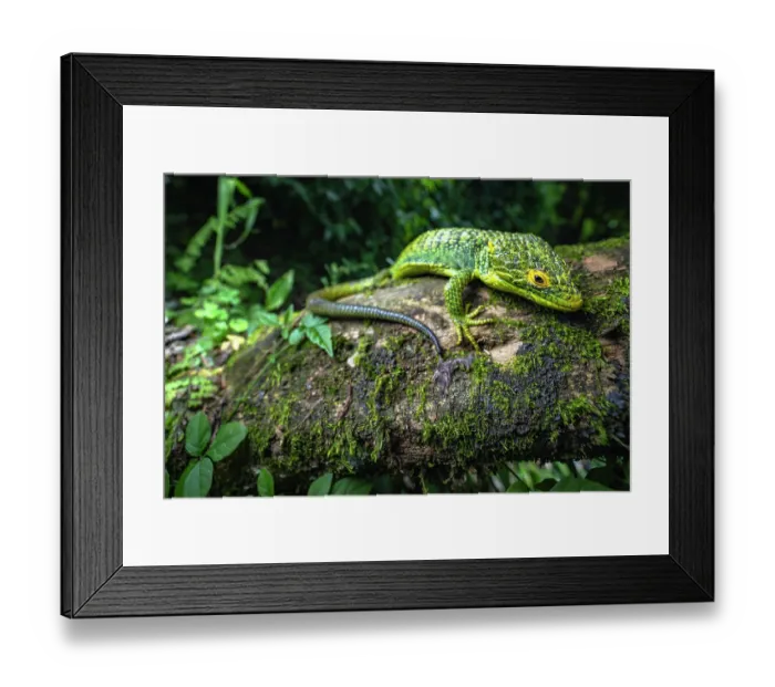 Framed Print : Alligator lizard (Abronia meledona) resting on moss covered log in rainforest, Guatemala. Endangered