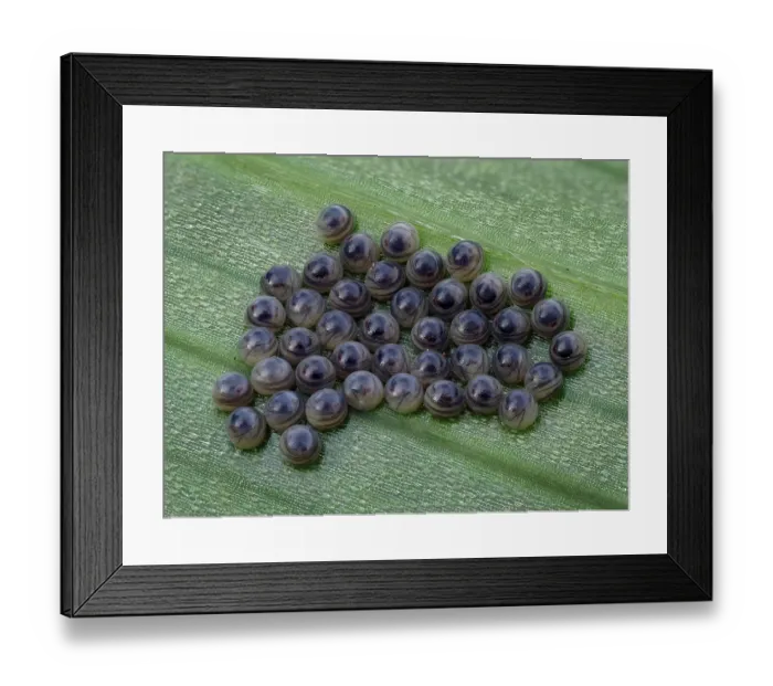 Framed Print : Cluster of Sawfly (Symphyta sp.) eggs ready to hatch on underside of Lily leaf, Hertfordshire, England, UK. June. Focus stacked Framed Print : Cluster of Sawfly (Symphyta sp.) eggs ready to hatch on underside of Lily leaf, Hertfordshire, England, UK. June. Focus stacked