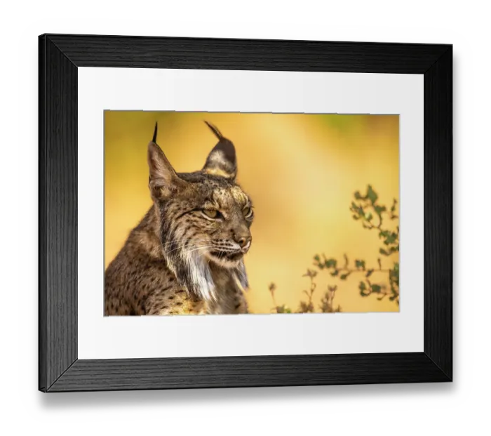 Framed Print : Iberian lynx (Lynx pardinus) head portrait, La Mancha, central Spain. Endangered Framed Print : Iberian lynx (Lynx pardinus) head portrait, La Mancha, central Spain. Endangered