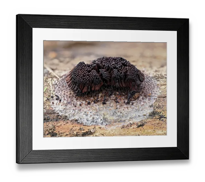 Framed Print : Slime mould (Stemonitis flavogenita) sporangia showing the colour change from original yellow colour, Hertfordshire, England, UK. May. Focus stacked Framed Print : Slime mould (Stemonitis flavogenita) sporangia showing the colour change from original yellow colour, Hertfordshire, England, UK. May. Focus stacked
