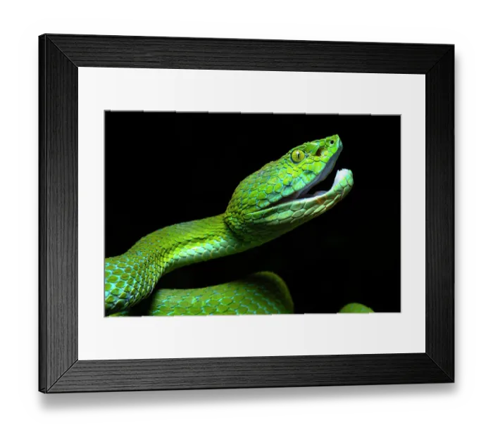 Framed Print : Guatemalan palm pit viper (Bothriechis bicolor) portrait, Atitlan Volcano, Guatemala