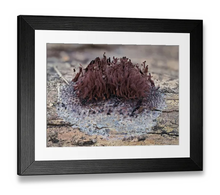 Framed Print : Slime mould (Stemonitis flavogenita) sporangia showing capilittium with most spores dispersed, Hertfordshire, England, UK. May. Focus stacked. Taken 24 hours after picture 3 Framed Print : Slime mould (Stemonitis flavogenita) sporangia showing capilittium with most spores dispersed, Hertfordshire, England, UK. May. Focus stacked. Taken 24 hours after picture 3