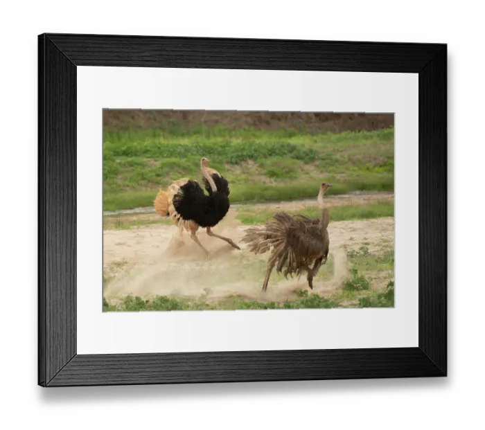 Framed Print : Masai ostrich (Struthio camelus massaicus) male chasing female on dry riverbed, Tarangire River, Tarangire National Park, Tanzania Framed Print : Masai ostrich (Struthio camelus massaicus) male chasing female on dry riverbed, Tarangire River, Tarangire National Park, Tanzania