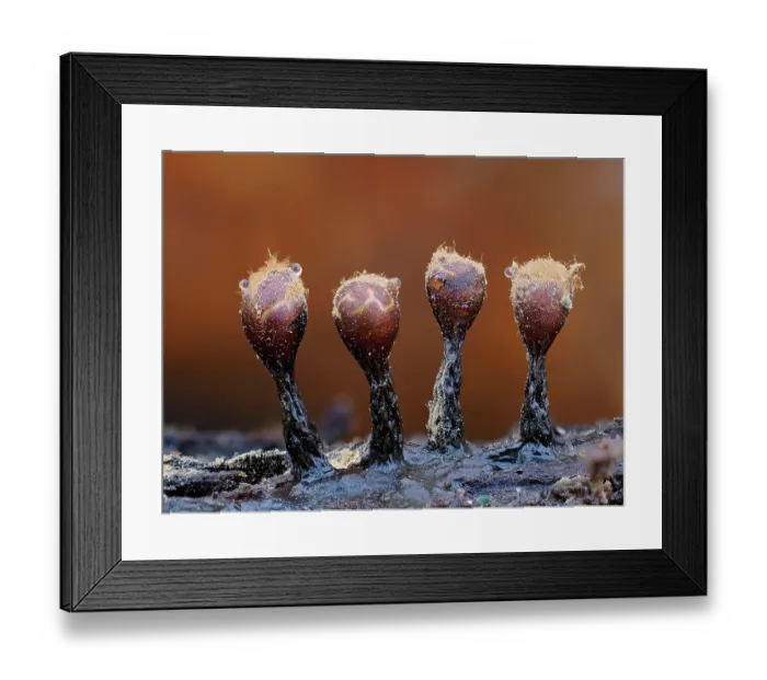 Framed Print : Slime mould (Trichia botrytis) four mature sporangia splitting open to reveal capilittium and disperse spores, Hertfordshire, England, UK. February. Focus stacked Framed Print : Slime mould (Trichia botrytis) four mature sporangia splitting open to reveal capilittium and disperse spores, Hertfordshire, England, UK. February. Focus stacked