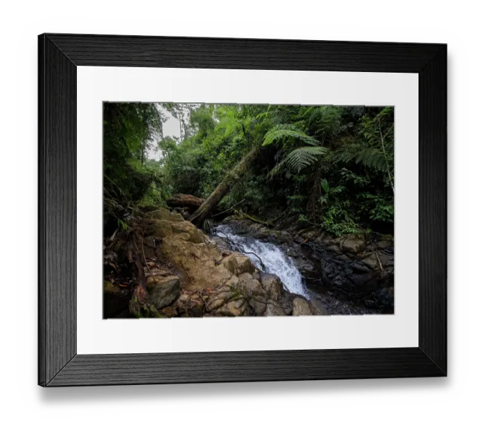 Framed Print : Stream flowing over rocks amongst dense cloud forest vegetation, Ranchitos del Quetzal Natural Reserve, Baja Verapaz, Guatemala. August, 2023 Framed Print : Stream flowing over rocks amongst dense cloud forest vegetation, Ranchitos del Quetzal Natural Reserve, Baja Verapaz, Guatemala. August, 2023