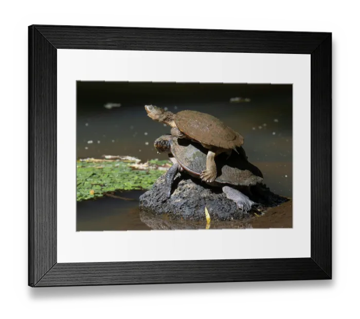 Framed Print : Two Saw-shelled turtles (Elseya latisternum) on rock in middle of pool, one on top of the other, competing for basking postion, Yungaburra, Queensland, Australia Framed Print : Two Saw-shelled turtles (Elseya latisternum) on rock in middle of pool, one on top of the other, competing for basking postion, Yungaburra, Queensland, Australia