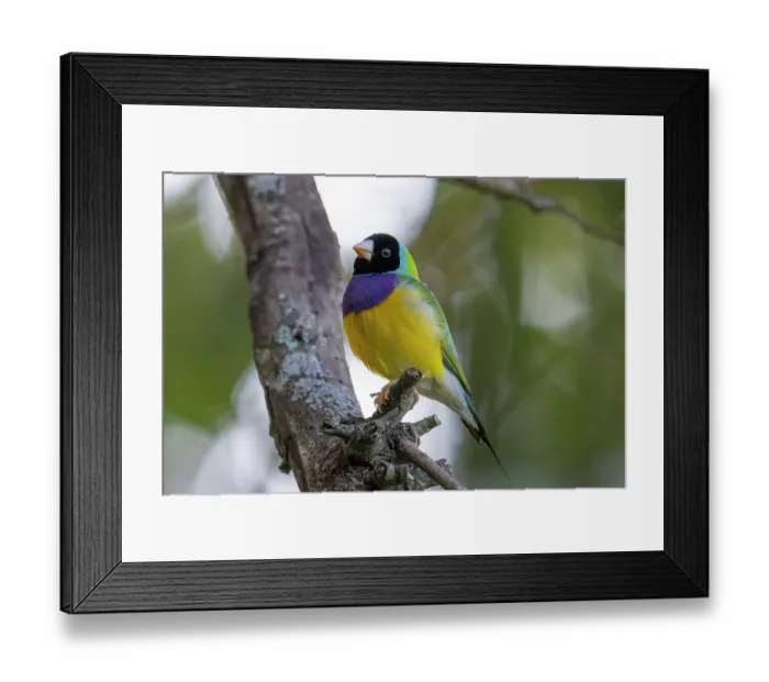 Framed Print : Gouldian finch (Erythrura gouldiae) perched in tree, Mareeba, Queensland, Australia. Endangered Framed Print : Gouldian finch (Erythrura gouldiae) perched in tree, Mareeba, Queensland, Australia. Endangered