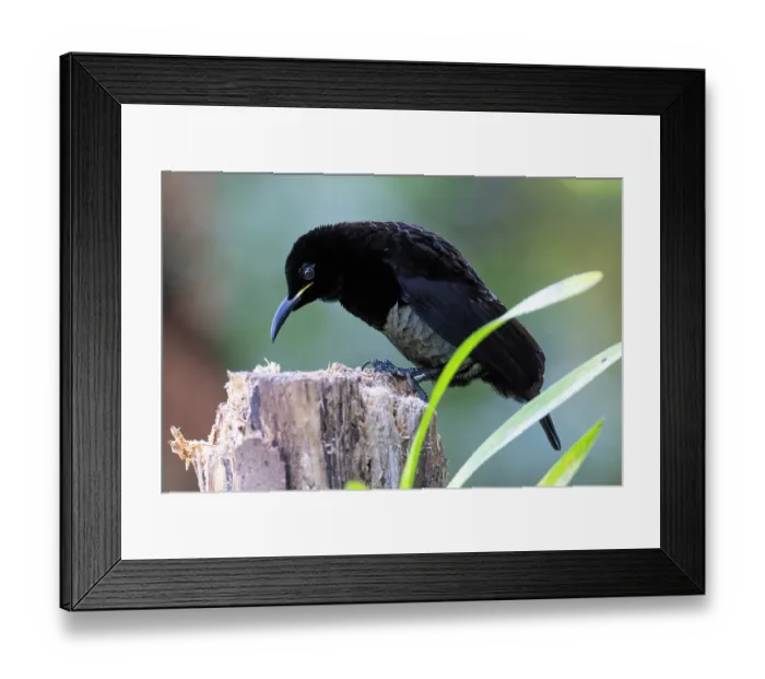 Framed Print : Victoria's riflebird (Ptiloris victoriae) male, perched on tree stump, Wet Tropics World Heritage, Lake Eacham, Queensland, Australia Framed Print : Victoria's riflebird (Ptiloris victoriae) male, perched on tree stump, Wet Tropics World Heritage, Lake Eacham, Queensland, Australia