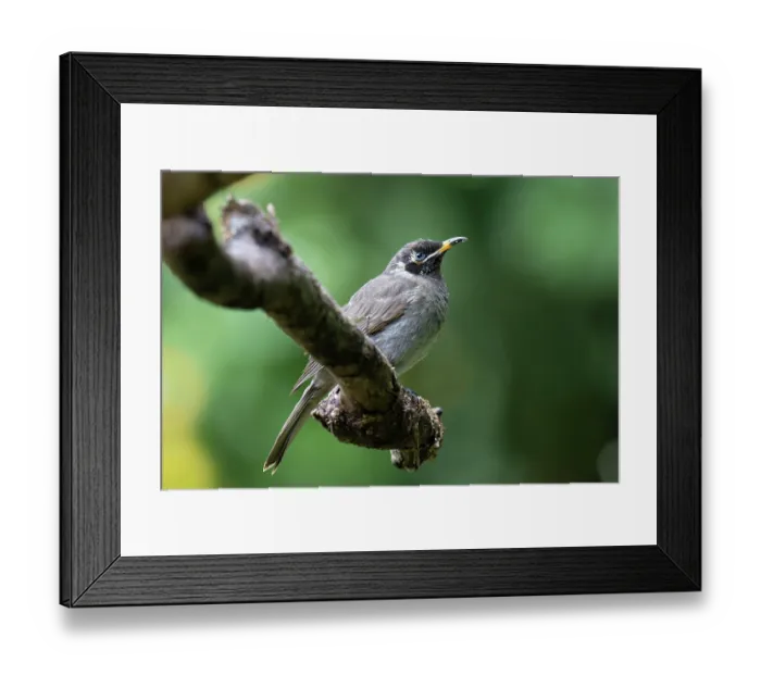 Framed Print : Bridled honeyeater (Lichenostomus frenatus) perched on branch, Wet Tropics World Heritage, Lake Eacham, Queensland, Australia