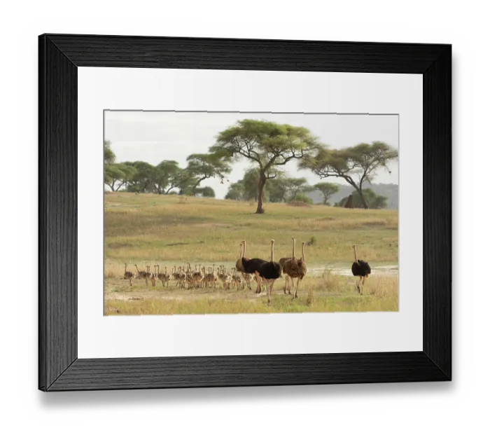 Framed Print : Group of Masai ostriches (Struthio camelus massaicus) with chicks, three ostrich families team up to care for 42 chicks, Tarangire National Park, Tanzania Framed Print : Group of Masai ostriches (Struthio camelus massaicus) with chicks, three ostrich families team up to care for 42 chicks, Tarangire National Park, Tanzania