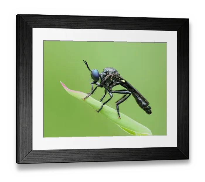 Framed Print : Violet black-legged robberfly (Dioctria atricapilla) male, resting on grass stem, Buckinghamshire, England, UK. May. Focus stacked Framed Print : Violet black-legged robberfly (Dioctria atricapilla) male, resting on grass stem, Buckinghamshire, England, UK. May. Focus stacked