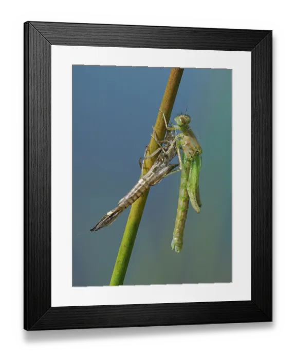 Framed Print : RF - Azure damselfly (Coenagrion puella) newly emerged imago beginning to open wings, East Sussex, England, UK. May. Focus stacked