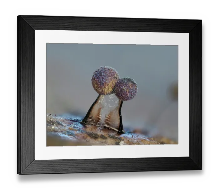 Framed Print : RF - Slime mould (Lamproderma scintillans) two mature, 1mm tall sporangia on a Holly leaf, Hertfordshire, England, UK. February. Focus stacked Framed Print : RF - Slime mould (Lamproderma scintillans) two mature, 1mm tall sporangia on a Holly leaf, Hertfordshire, England, UK. February. Focus stacked