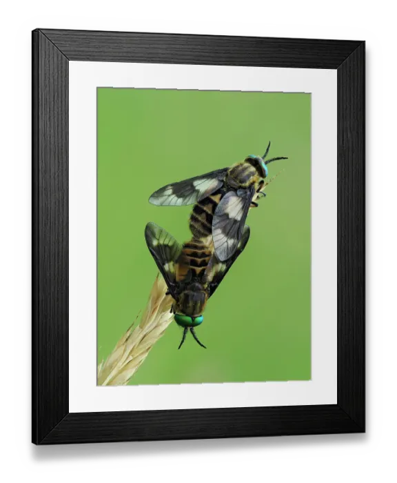 Framed Print : Splayed deerflies (Chrysops caecutiens) pair mating pair on grass stem, Hertfordshire, England, UK. June. Focus stacked Framed Print : Splayed deerflies (Chrysops caecutiens) pair mating pair on grass stem, Hertfordshire, England, UK. June. Focus stacked