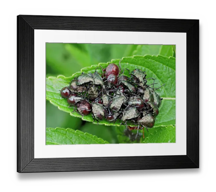 Framed Print : Group of Spiked shieldbugs (Picromerus bidens) early instar nymphs clustered together on leaf, Hertfordshire, England, UK. May Framed Print : Group of Spiked shieldbugs (Picromerus bidens) early instar nymphs clustered together on leaf, Hertfordshire, England, UK. May
