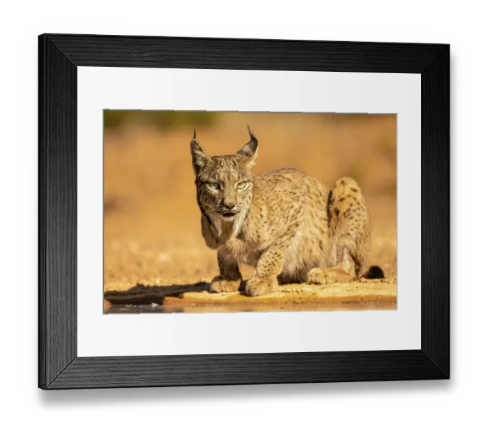 Framed Print : Iberian lynx (Lynx pardinus) resting, La Mancha, central Spain. July. Endangered Framed Print : Iberian lynx (Lynx pardinus) resting, La Mancha, central Spain. July. Endangered