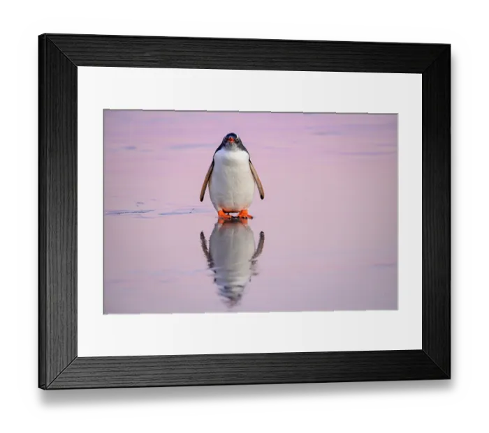 Framed Print : Gentoo penguin (Pygoscelis papua) standing on shore calling at sunrise, Falkland Islands, Atlantic Ocean Framed Print : Gentoo penguin (Pygoscelis papua) standing on shore calling at sunrise, Falkland Islands, Atlantic Ocean
