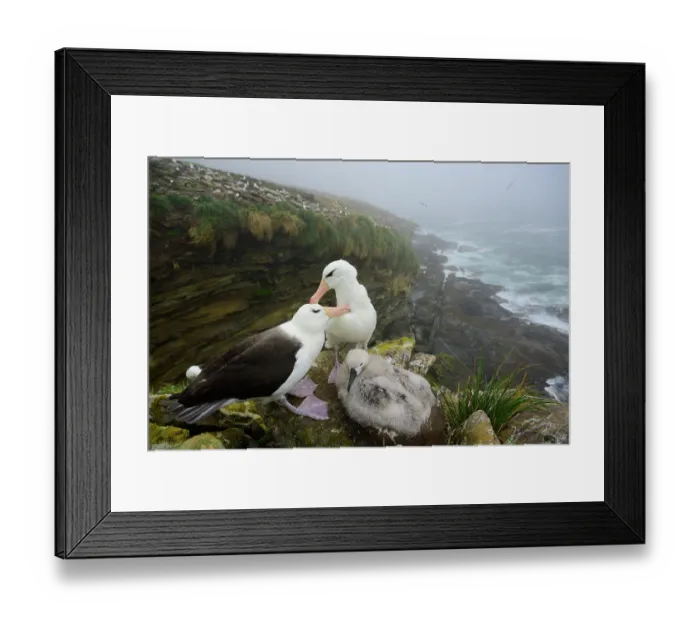 Framed Print : Black-browed albatrosses (Thalassarche melanophrys) pair, mutual preening on nest with chick, nesting colony in background, Falkland Islands, Atlantic Ocean. February Framed Print : Black-browed albatrosses (Thalassarche melanophrys) pair, mutual preening on nest with chick, nesting colony in background, Falkland Islands, Atlantic Ocean. February