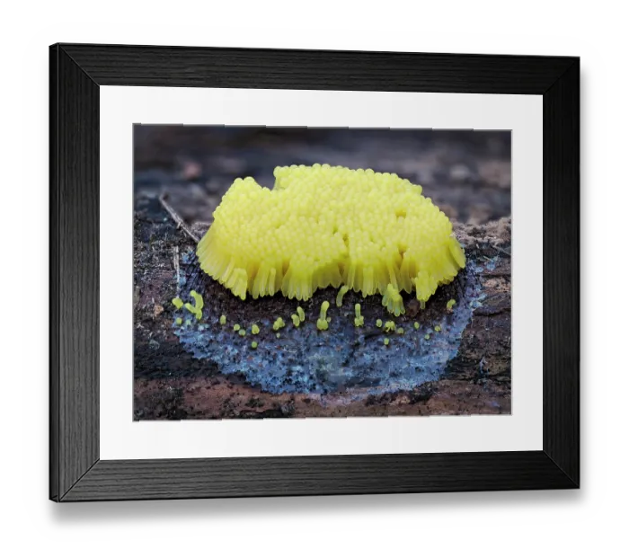 Framed Print : Slime mould (Stemonitis flavogenita) sporangia recently appeared showing the characteristic bright yellow colour, Hertfordshire, England, UK. May. Focus stacked. Sequence 1 of 4 Framed Print : Slime mould (Stemonitis flavogenita) sporangia recently appeared showing the characteristic bright yellow colour, Hertfordshire, England, UK. May. Focus stacked. Sequence 1 of 4