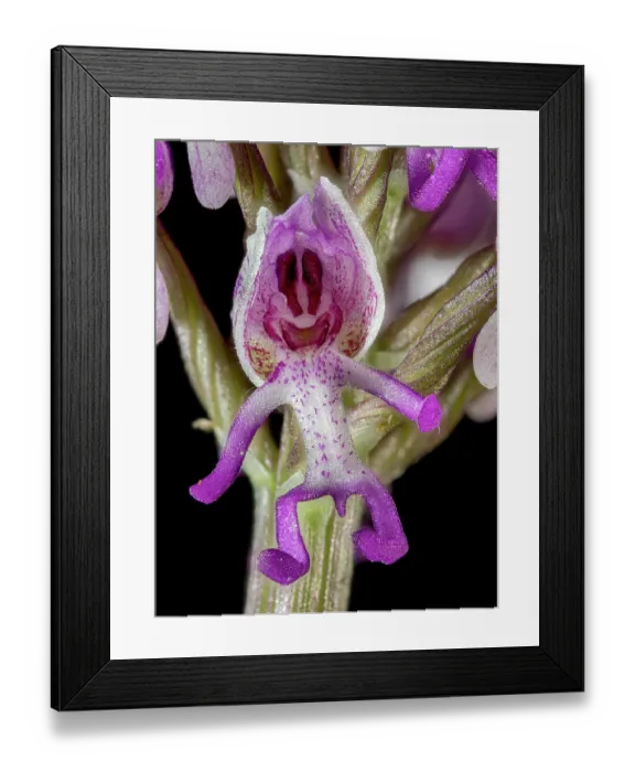 Framed Print : Monkey orchid (Orchis simia) flower, close up, Torre Alfina, Lazio, Italy. May Framed Print : Monkey orchid (Orchis simia) flower, close up, Torre Alfina, Lazio, Italy. May