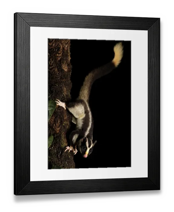 Framed Print : Torresian striped possum (Dactylopsila trivirgata) resting on tree trunk, Wet Tropics World Heritage, Lake Eacham, Queensland, Australia Framed Print : Torresian striped possum (Dactylopsila trivirgata) resting on tree trunk, Wet Tropics World Heritage, Lake Eacham, Queensland, Australia