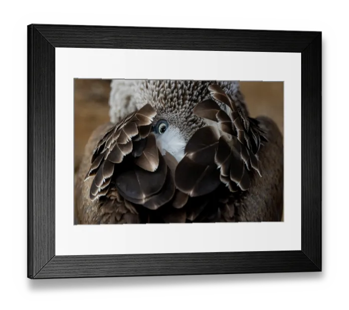 Framed Print : Blue-footed booby (Sula nebouxii) resting with its head among its feathers, portrait, San Cristobal Island, Galapagos Islands Framed Print : Blue-footed booby (Sula nebouxii) resting with its head among its feathers, portrait, San Cristobal Island, Galapagos Islands