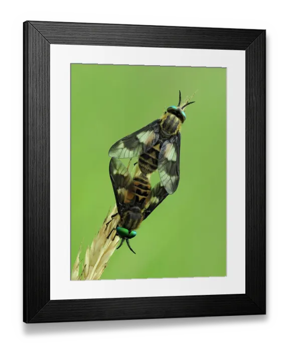 Framed Print : Splayed deerflies (Chrysops caecutiens) pair mating pair on grass stem, Hertfordshire, England, UK. June. Focus stacked Framed Print : Splayed deerflies (Chrysops caecutiens) pair mating pair on grass stem, Hertfordshire, England, UK. June. Focus stacked
