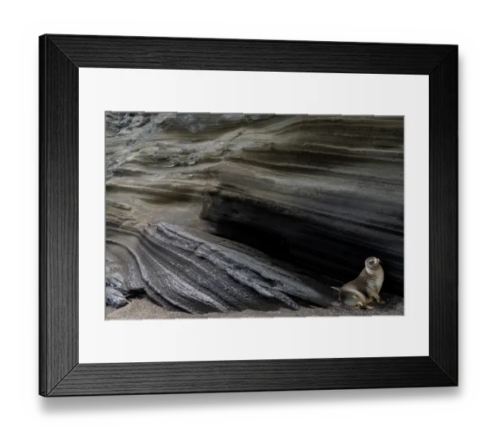 Framed Print : Galapagos sea lion (Zalophus wollebaeki) resting on rocks, Santiago Island, Galapagos Islands. Endangered Framed Print : Galapagos sea lion (Zalophus wollebaeki) resting on rocks, Santiago Island, Galapagos Islands. Endangered