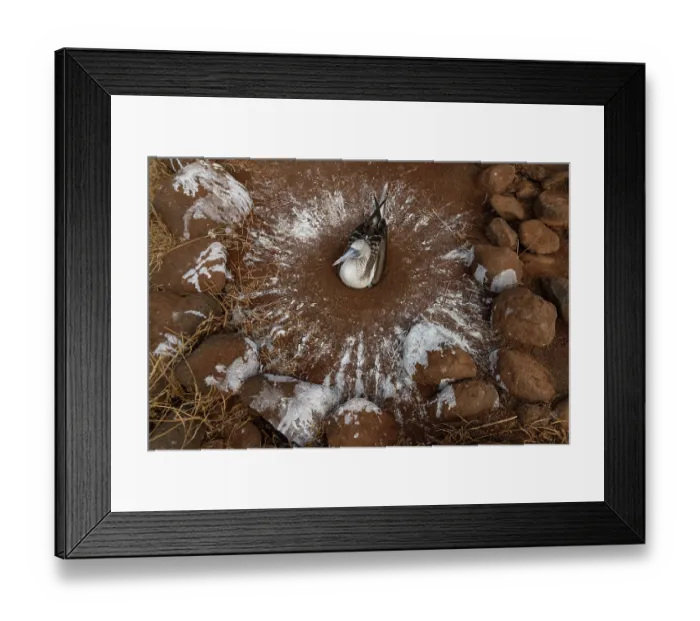 Framed Print : Blue-footed booby (Sula nebouxii) sitting on its guano nest, North Seymour Island, Galapagos Islands Framed Print : Blue-footed booby (Sula nebouxii) sitting on its guano nest, North Seymour Island, Galapagos Islands